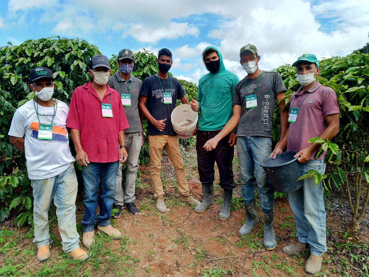 Conheça o sistema de produção do café Conilon